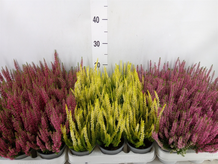 <h4>Calluna vulg. 'Beauty L'  ..mix</h4>