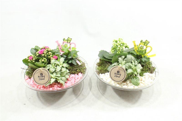 <h4>4873 GLAS 25 ROZE/WIT</h4>