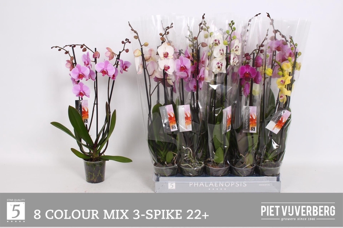 <h4>PHAL GEM 8 KL</h4>