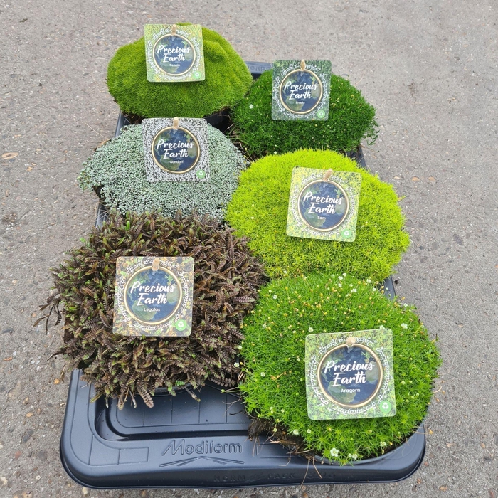 <h4>Vaste planten overig</h4>