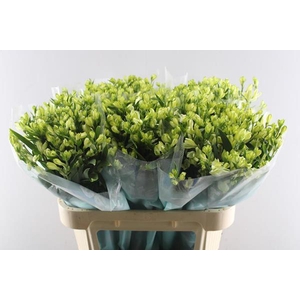 Alstr White Pearls (tros Wit)