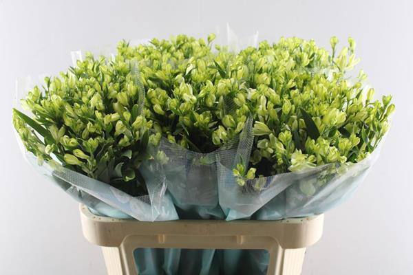 <h4>Alstr White Pearls (tros Wit)</h4>