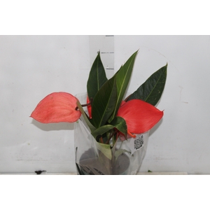 ANTHURIUM SCHERZERIANUM CHRISTINE P15