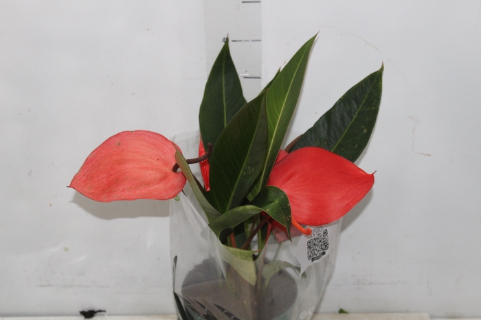 <h4>ANTHURIUM SCHERZERIANUM CHRISTINE P15</h4>