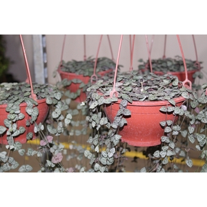 CEROPEGIA WOODII C18