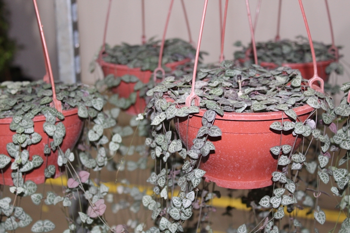 <h4>CEROPEGIA WOODII C18</h4>