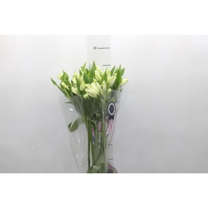 ALSTROEMERIA AVALANGE 080 CM