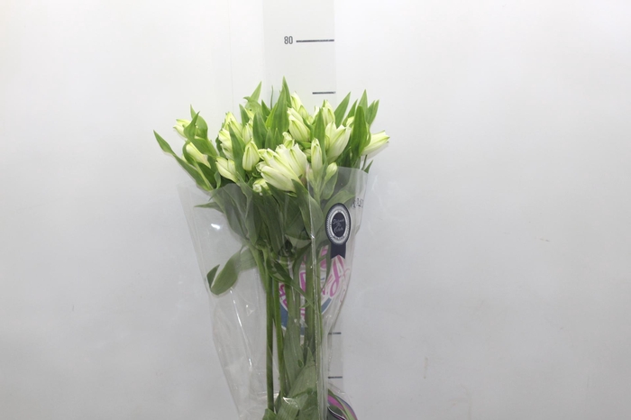 <h4>ALSTROEMERIA AVALANGE 080 CM</h4>