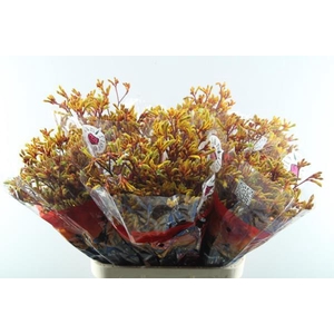 Anigoz Gold Fever (or) L 90