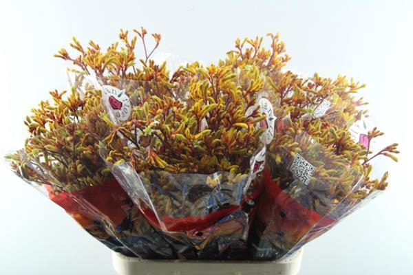 <h4>Anigoz Gold Fever (or) L 90</h4>