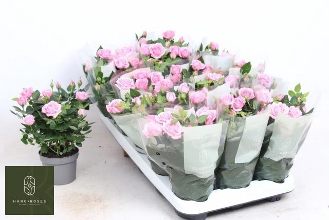 arr8 Ro Elysium Kord