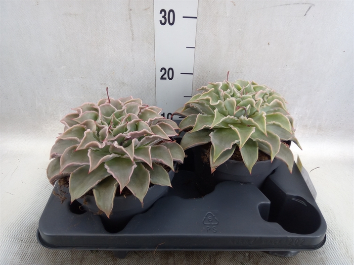 <h4>Echeveria   ...</h4>