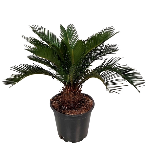 <h4>Cycas Revoluta</h4>