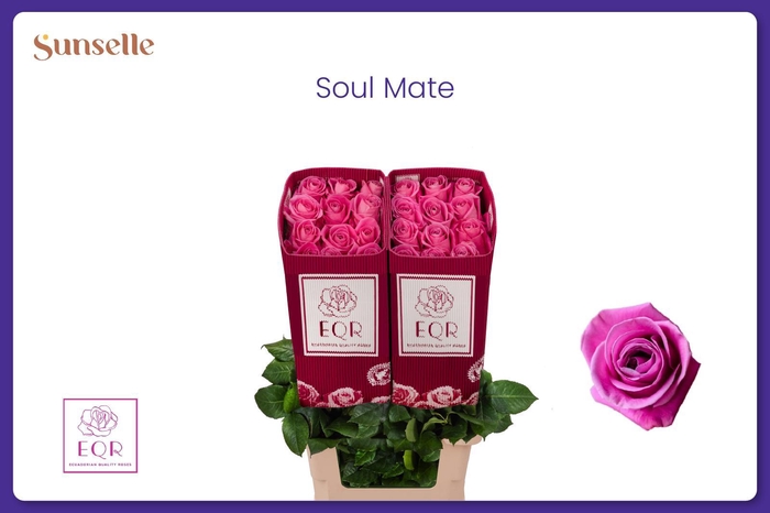 <h4>R GR SOULMATE!</h4>