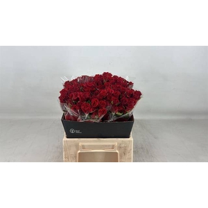 Rosa spray mirabel