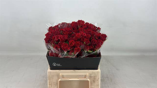 <h4>Rosa spray mirabel</h4>