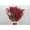 Bromelia Red Paloma