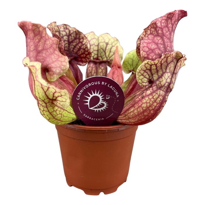 <h4>SARRACENIA OV</h4>