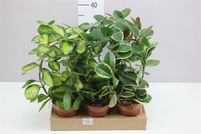 <h4>Hoya Gemengd Boog</h4>