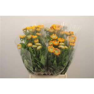 Calendula Double Yellow Extra