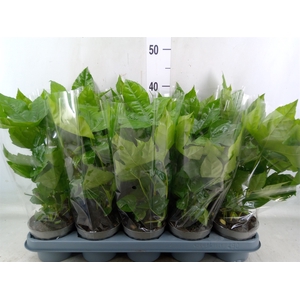 Fatsia japonica   ...