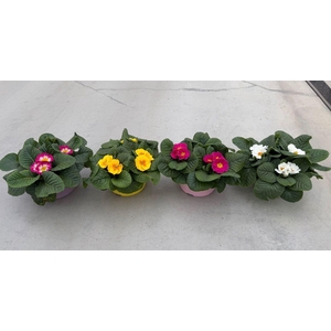 Primula ac. 'Paradiso Mid-E'  ..mix