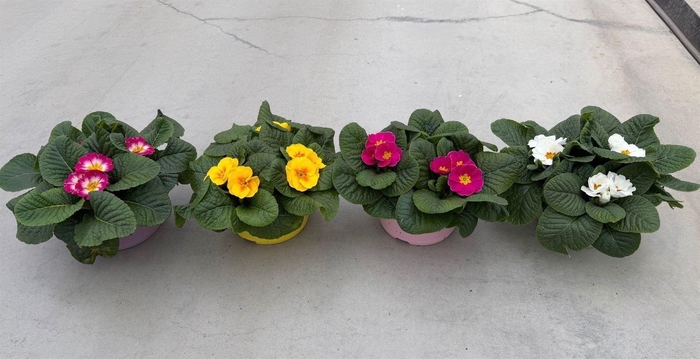 <h4>Primula ac. 'Paradiso Mid-E'  ..mix</h4>