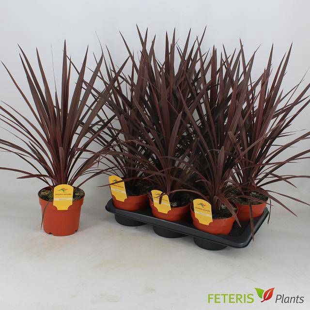 <h4>CORD AUS RED STAR</h4>