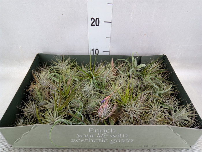 <h4>Tillandsia</h4>