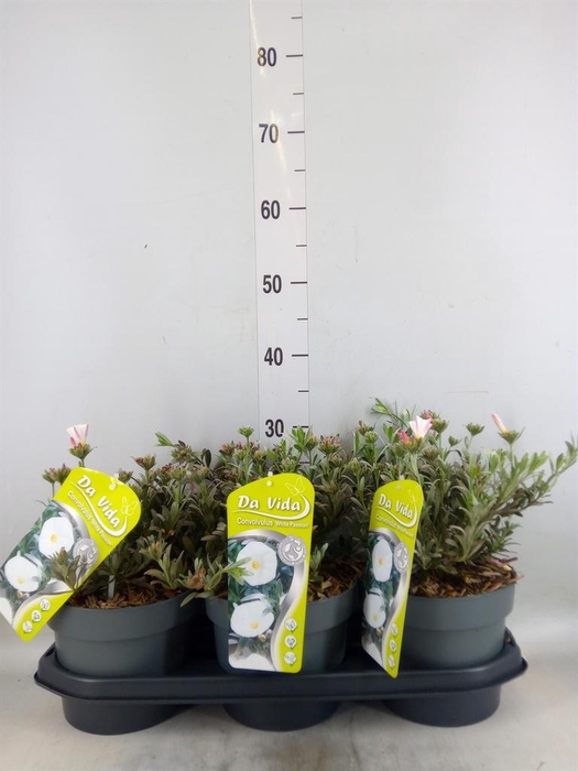 <h4>Convolvulus cneorum</h4>