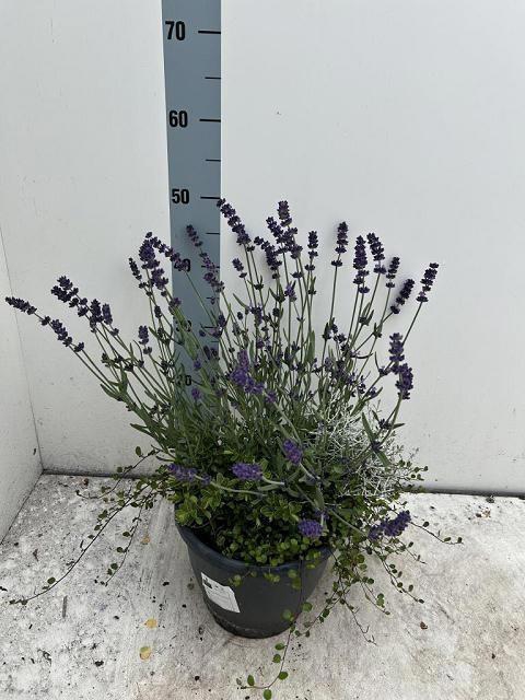 <h4>ARR TUINPLANTEN</h4>