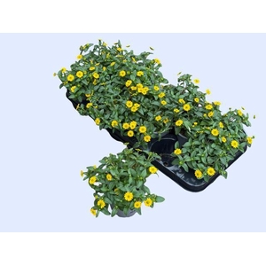 SANV PICADOR YELLOW