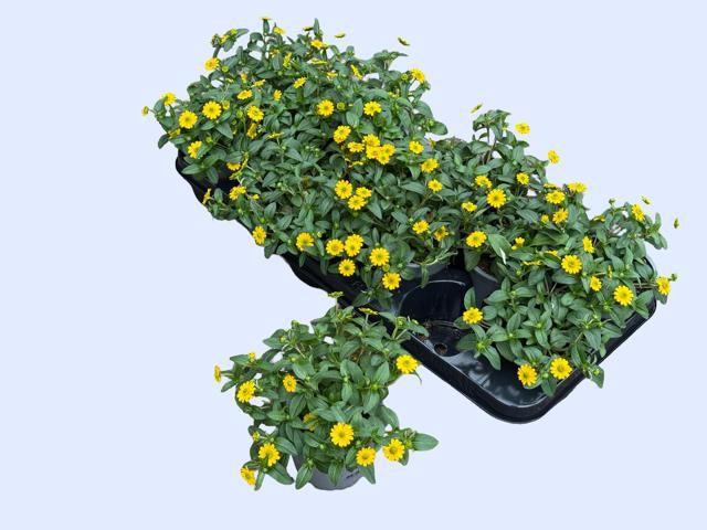 <h4>SANV PICADOR YELLOW</h4>