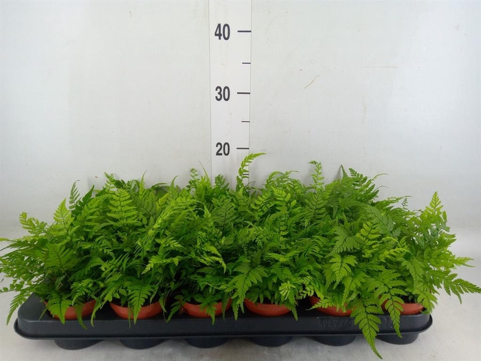 <h4>Athyrium   ...</h4>