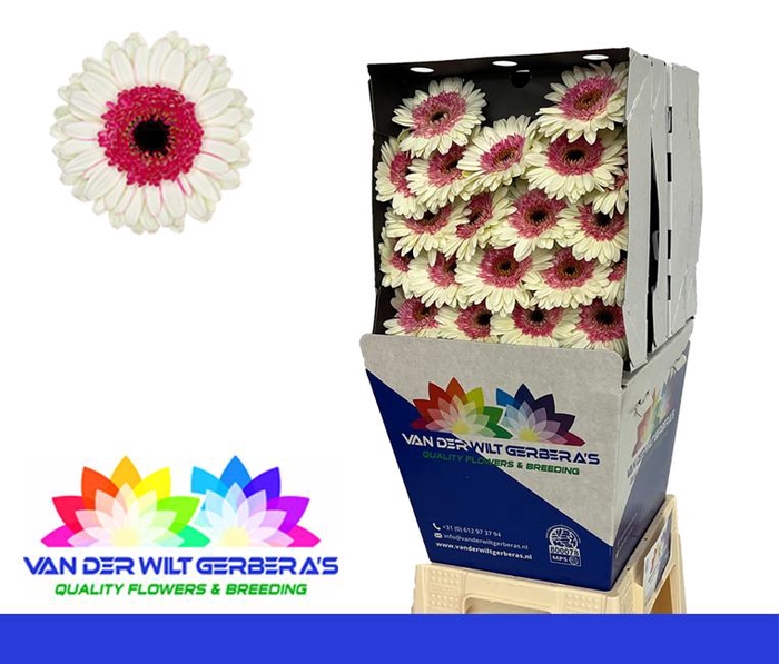 <h4>Germini Double Fun Diamond</h4>