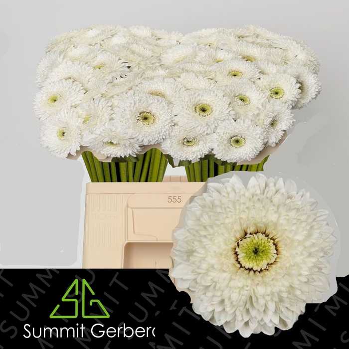 <h4>GE MB AMANDO</h4>