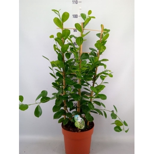 Ficus microcarpa 'Moclame'