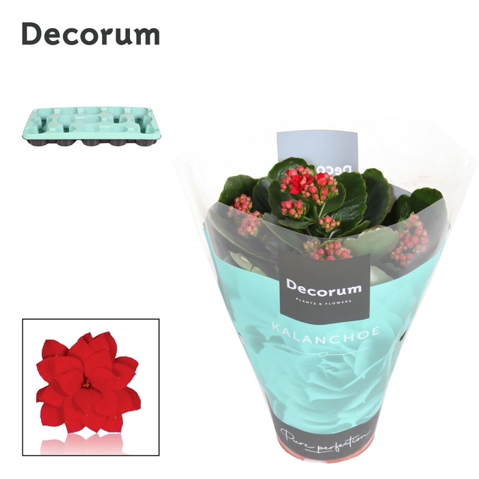 <h4>Kalanchoe Decorum - Red</h4>