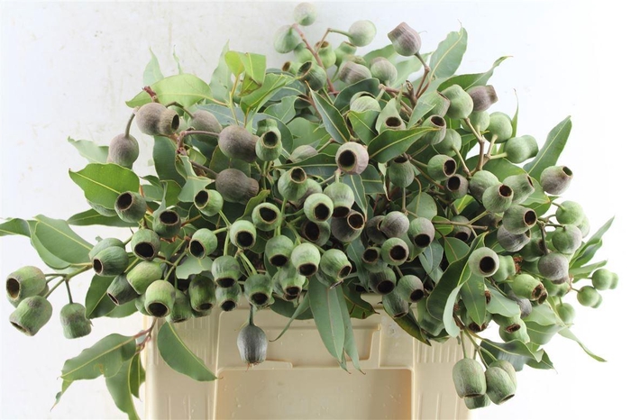 <h4>EUCA OV MET BES</h4>