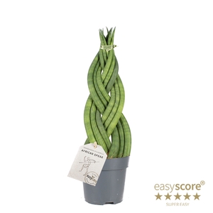 SANSEVIERIA CYLINDRICA P11 BRAID