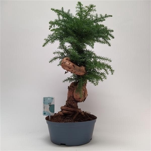 Araucaria Cunninghamii Bonsai teeltpot 23 cm