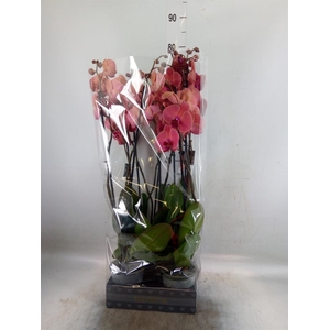Phalaenopsis  'Asian Coral'