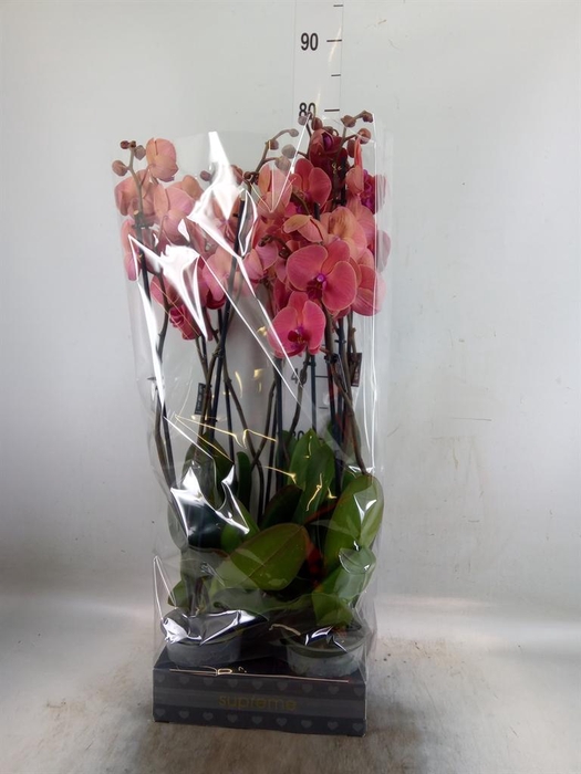 <h4>Phalaenopsis  'Asian Coral'</h4>