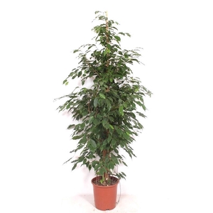 Ficus Exotica