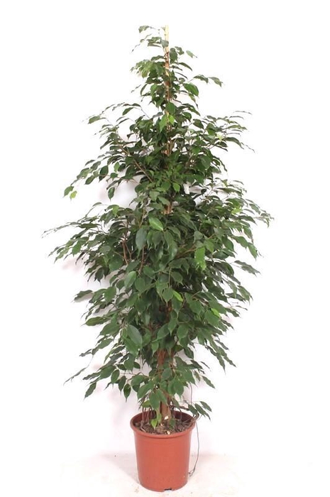 <h4>Ficus Exotica</h4>
