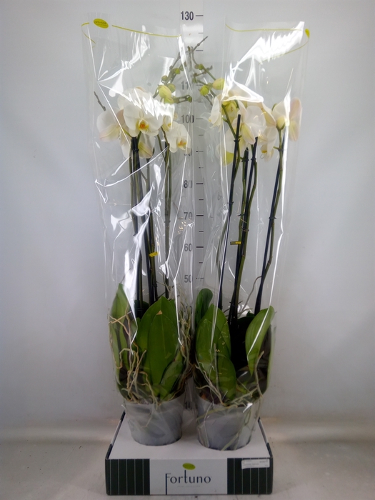 <h4>Phalaenopsis   ...white</h4>