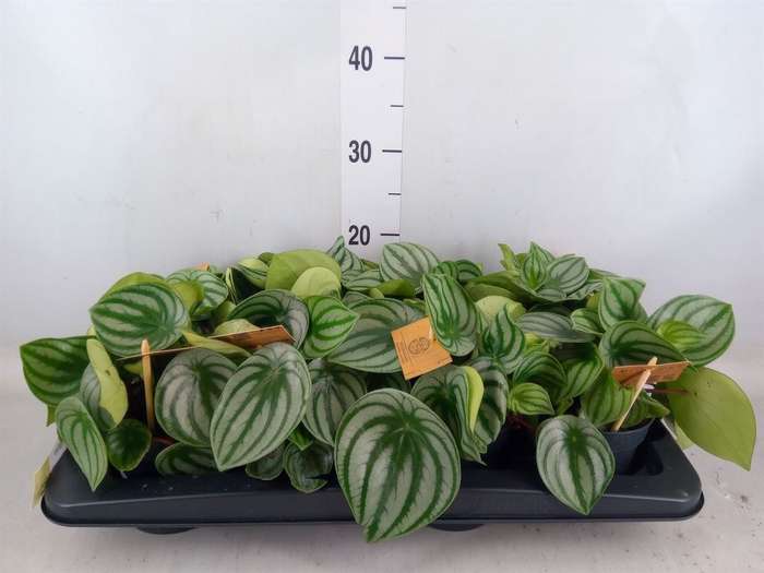 <h4>Peperomia argyreia</h4>