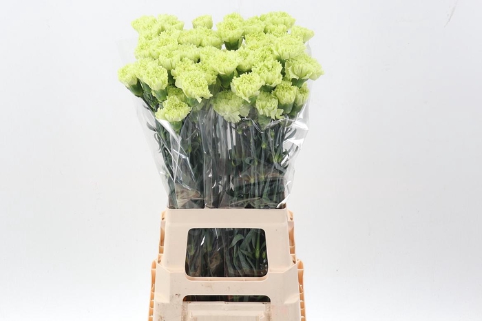 <h4>Di St Selva hi</h4>