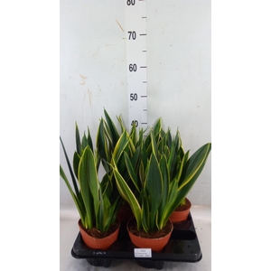 Sansevieria trifa.   ...
