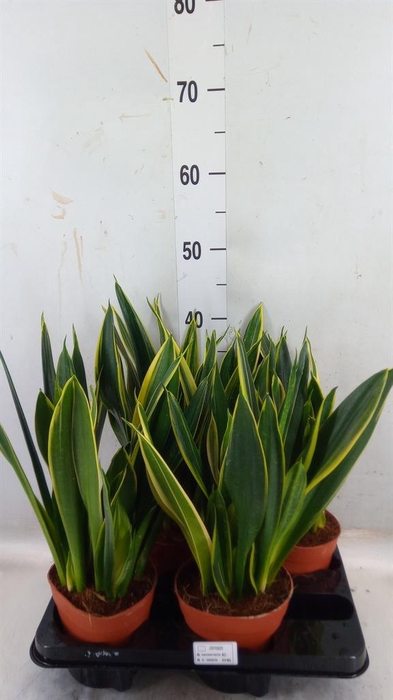 <h4>Sansevieria trifa.   ...</h4>